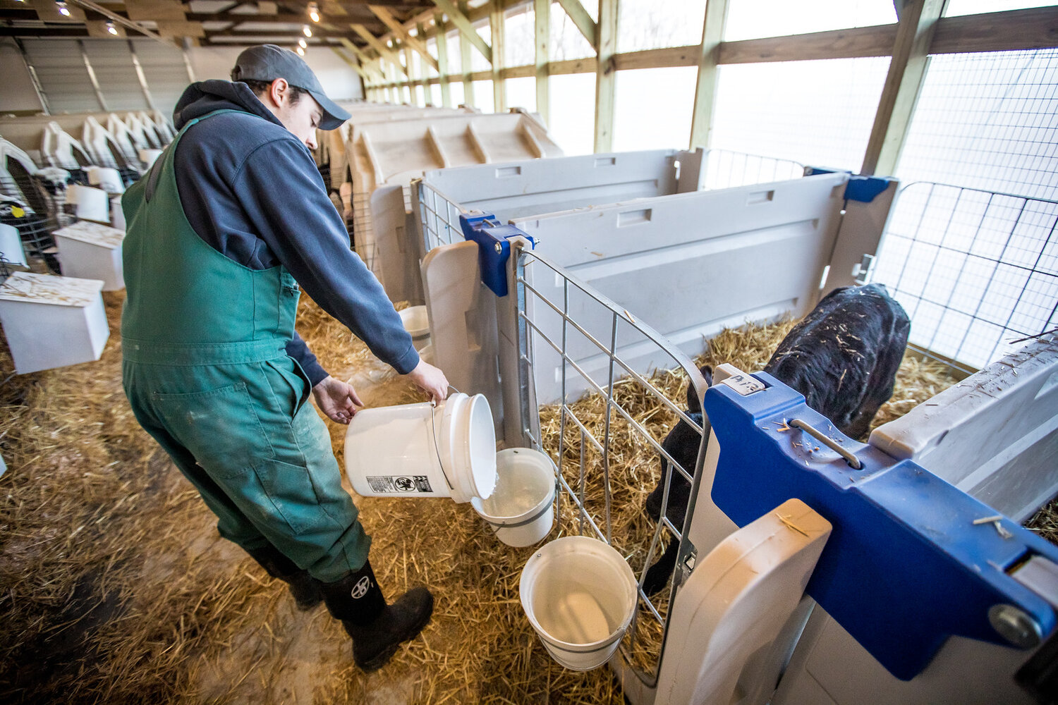 Making Sure Calves Are Healthy