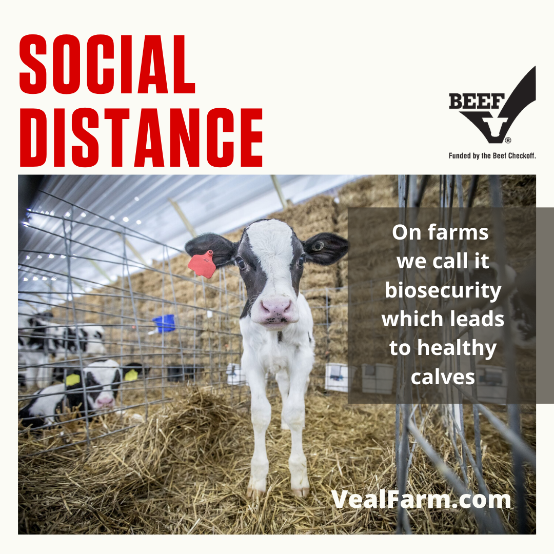 Calf Care: Keeping a Distance for Health, Safety and Immune System Development background image