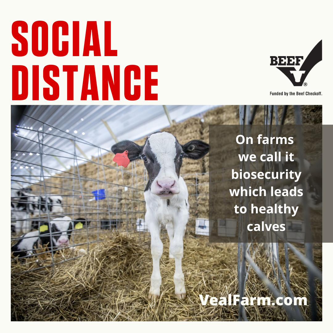 Calf Care: Keeping a Distance for Health, Safety and Immune System Development