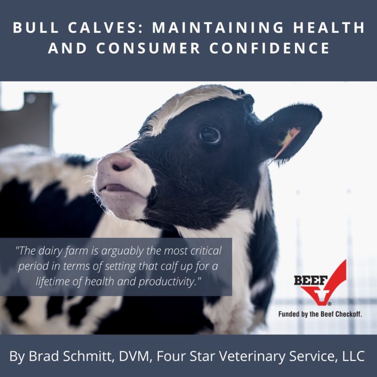 Bull Calves: Maintaining Health and Consumer Confidence background image