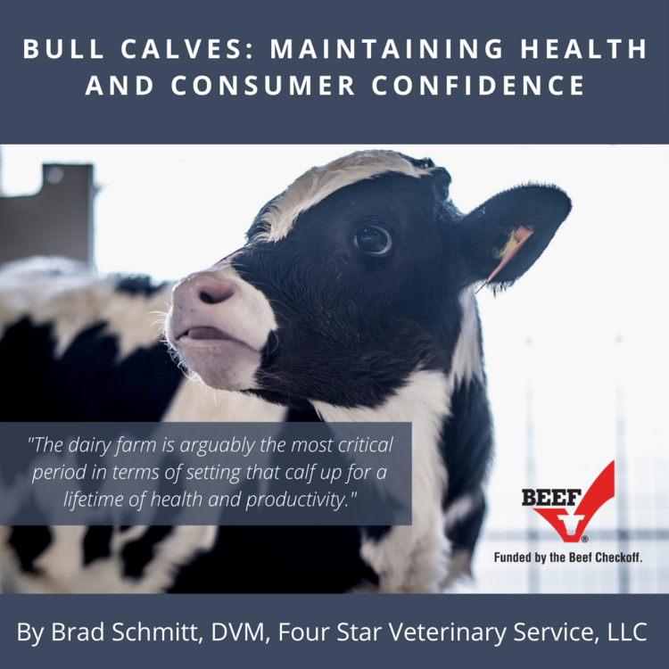 Bull Calves: Maintaining Health and Consumer Confidence