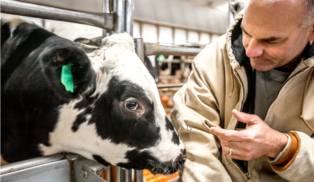 Steve crouching down with veal calf