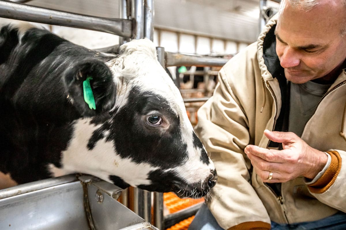 Steve crouches with calf in barn