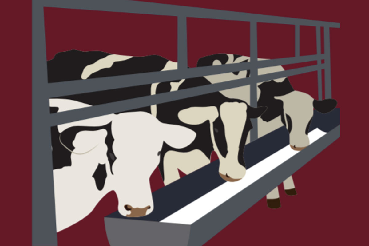 Graphic demonstrating veal calves drinking milk out of trough