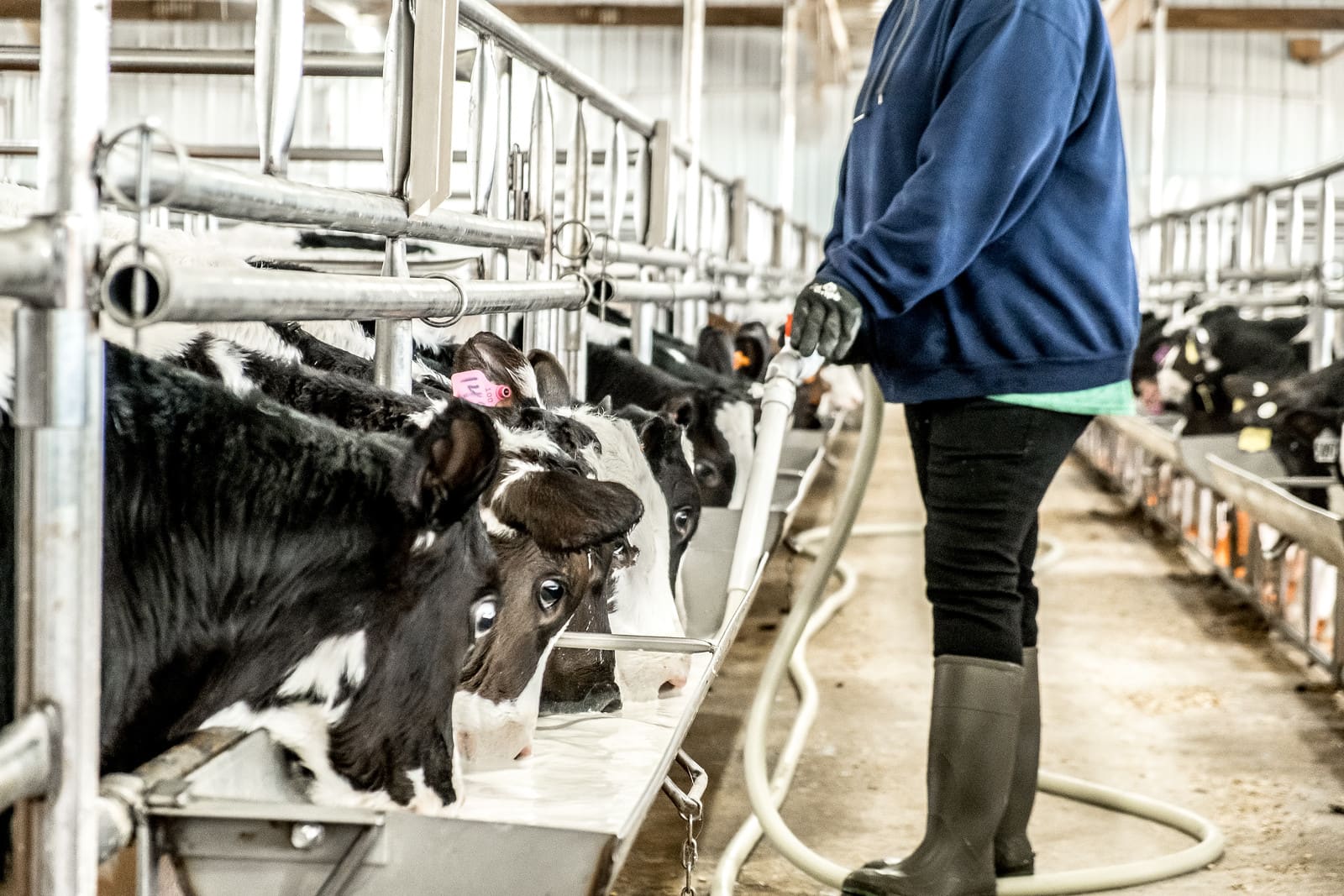 Veal calves drinking milk out of trough and woman feeds milk from outside the pen