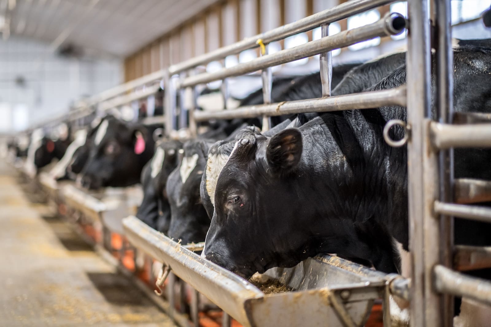 Veal calves eating grain from trough