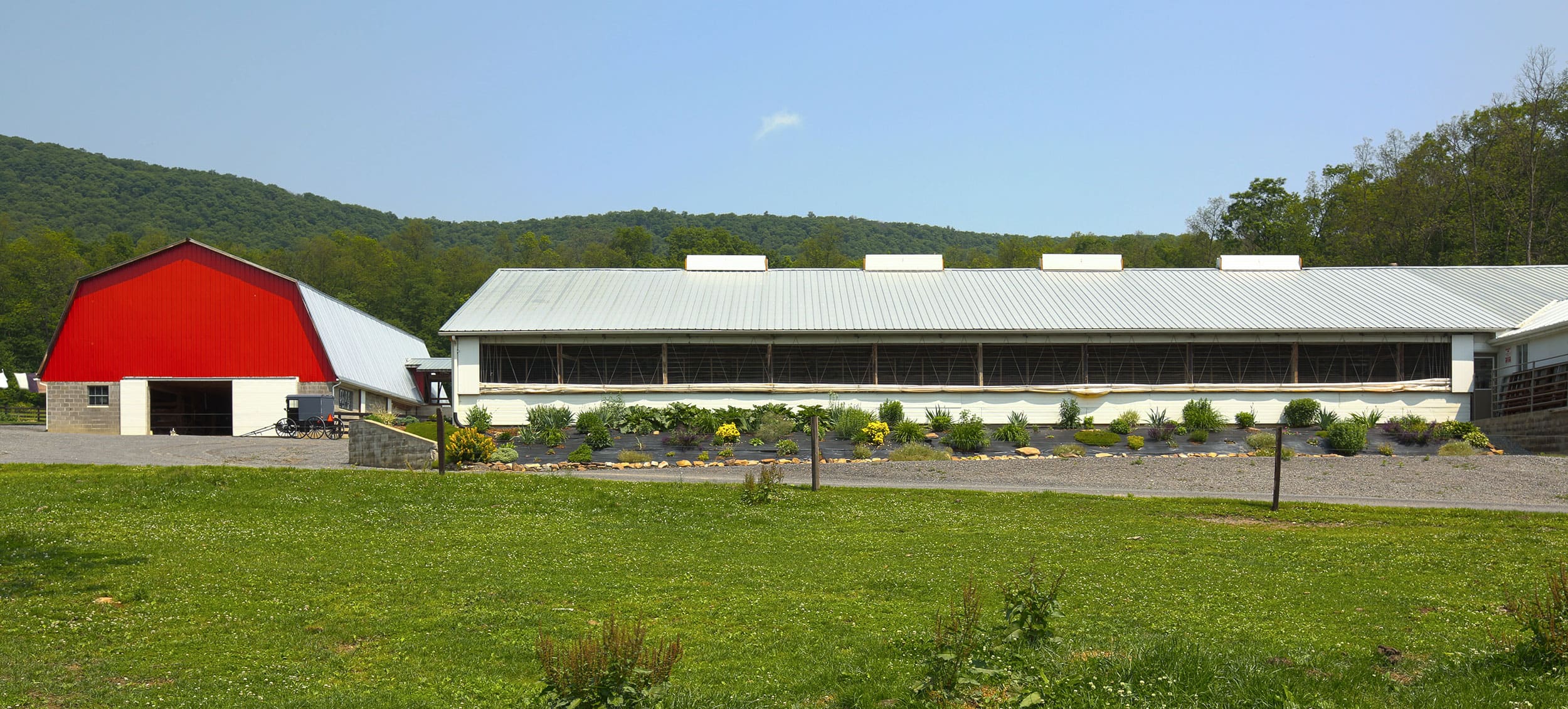 Veal barn landscape