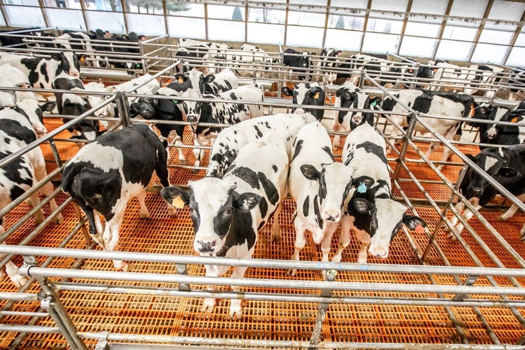 Discover the Farm Veal Discover Delicious