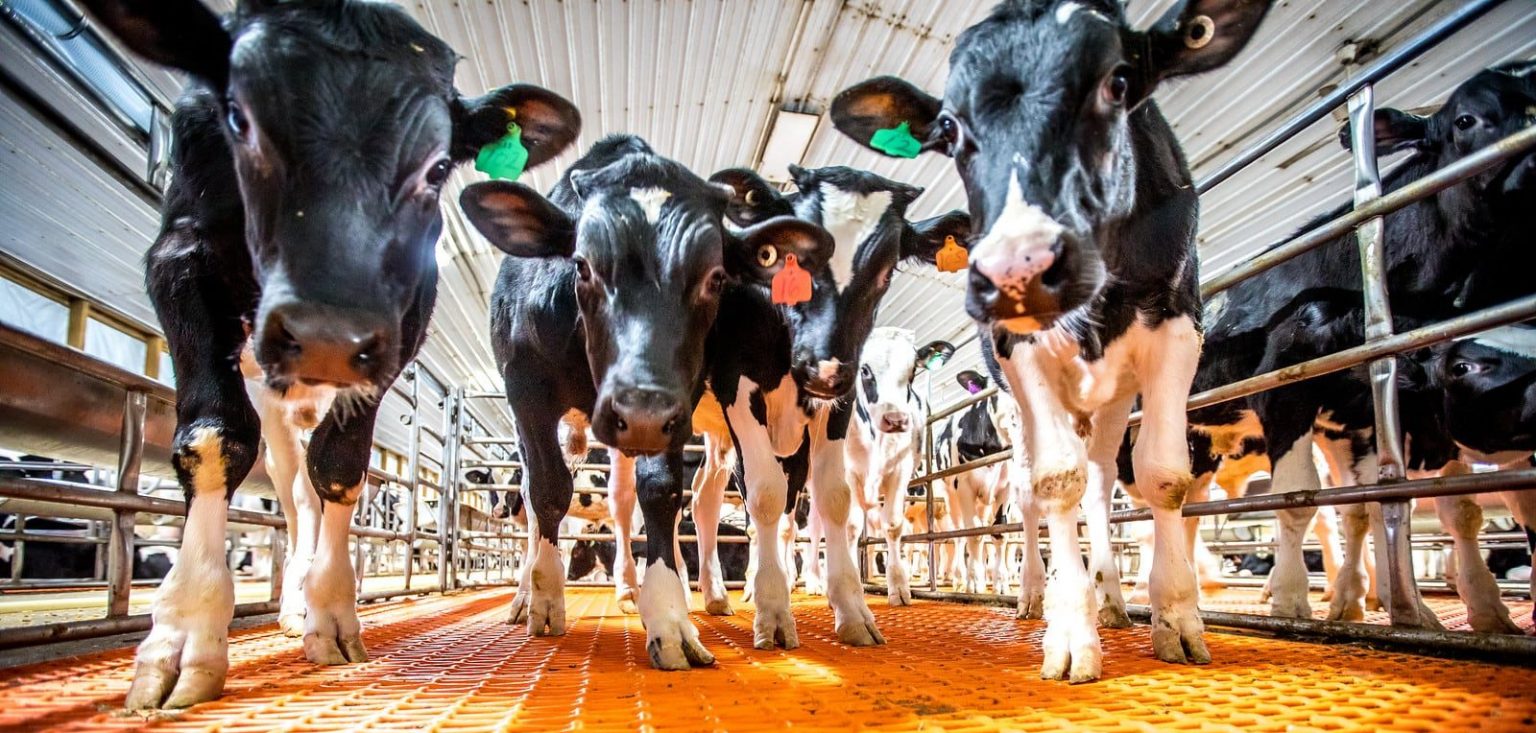 Discover the Farm Veal Discover Delicious