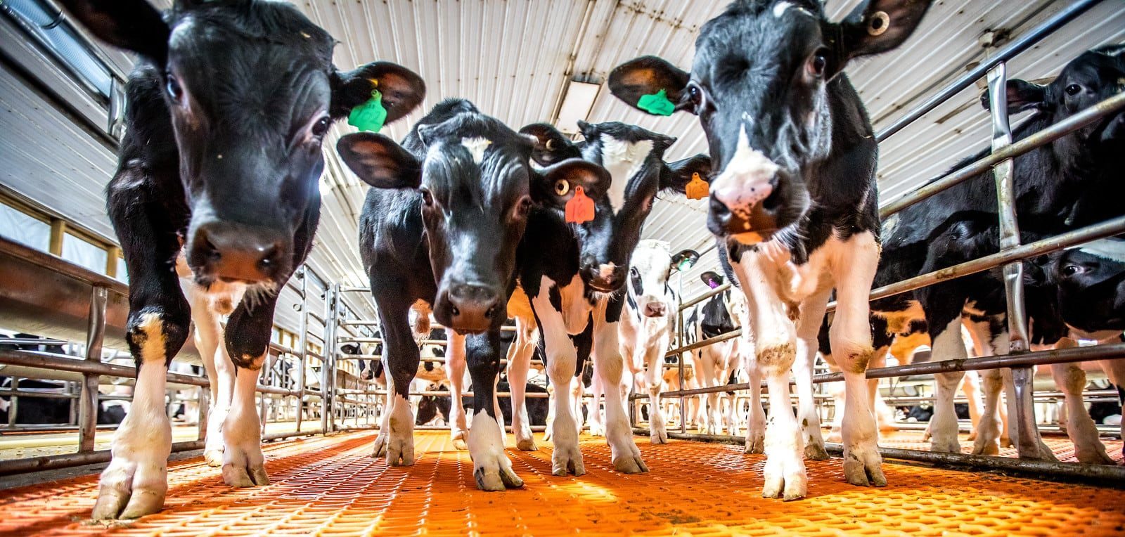 Veal calves in group housing calves looking down at camera