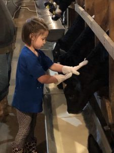 Landwehr's granddaughter with veal calves.