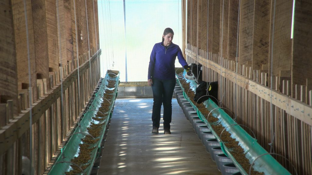 Dr. Sonia Arnold walking through a veal barn checking on the calves
