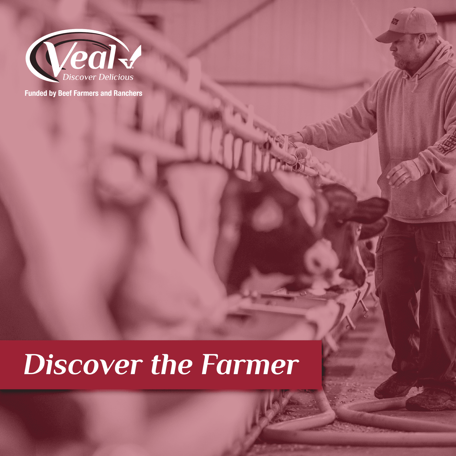 Veal Farmers Celebrated on National Ag Day Veal Discover Delicious