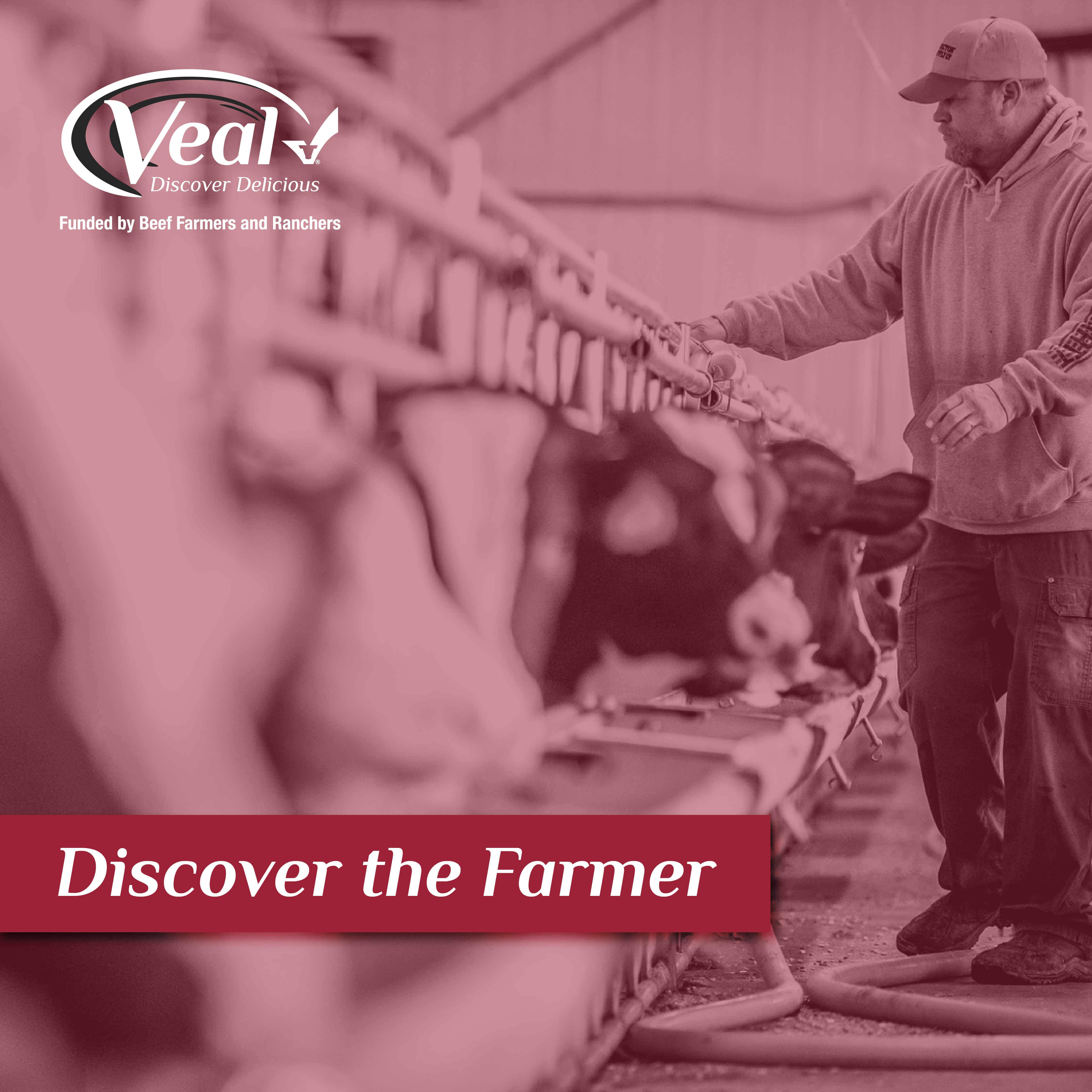 Veal Farmers Celebrated on National Ag Day background image
