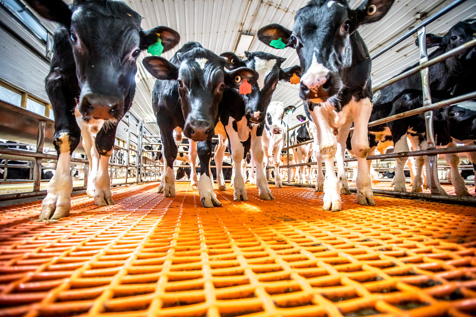 Veal Quality Assurance: A Commitment to Responsible Animal Care background image